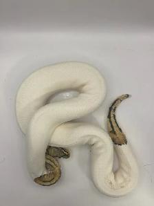Proven breeder ball pythons - Photo 6