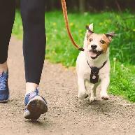 Professional Pup Companion - Richmond Hill, Markham, Thornhill - Photo 2