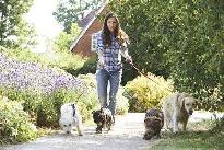 Professional Pup Companion - Richmond Hill, Markham, Thornhill - Photo 3