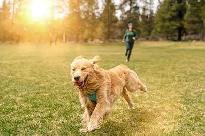 Professional Pup Companion - Richmond Hill, Markham, Thornhill - Photo 4