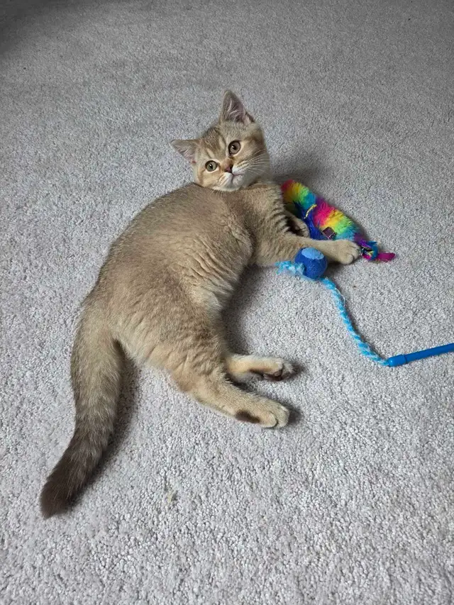 Female British Shorthair Kitten...Last one left!
