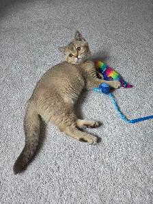 Female British Shorthair Kitten...Last one left!
