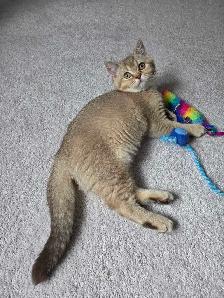 Female British Shorthair Kitten...Last one left! - Photo 2