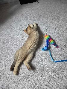 Female British Shorthair Kitten...Last one left! - Photo 4