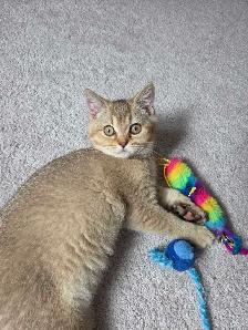 Female British Shorthair Kitten...Last one left! - Photo 5