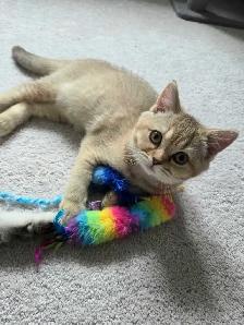 Female British Shorthair Kitten...Last one left! - Photo 6