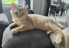 Female British Shorthair Kitten...Last one left! - Photo 7