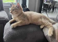 Female British Shorthair Kitten...Last one left! - Photo 8