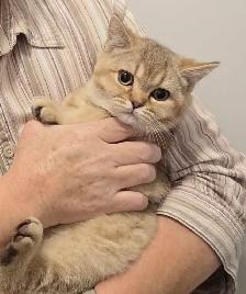 Female British Shorthair Kitten...Last one left! - Photo 9