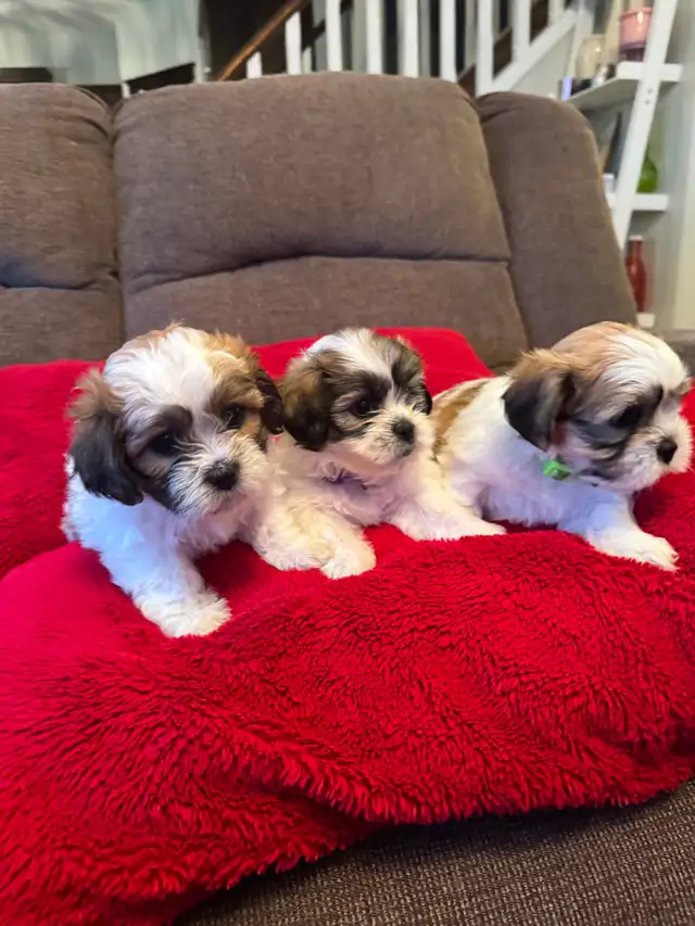 Puppies for sale $1,100 / Bichon-Shih-tzu