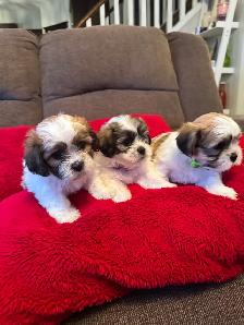 Puppies for sale $1,100 / Bichon-Shih-tzu