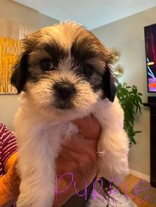 Puppies for sale $1,100 / Bichon-Shih-tzu - Photo 2