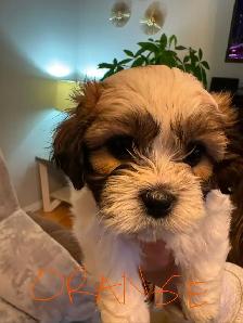 Puppies for sale $1,100 / Bichon-Shih-tzu - Photo 3