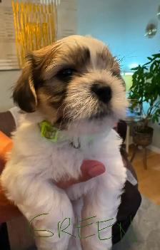 Puppies for sale $1,100 / Bichon-Shih-tzu - Photo 4