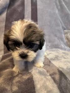 Puppies for sale $1,100 / Bichon-Shih-tzu - Photo 5
