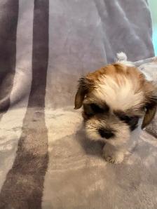 Puppies for sale $1,100 / Bichon-Shih-tzu - Photo 6
