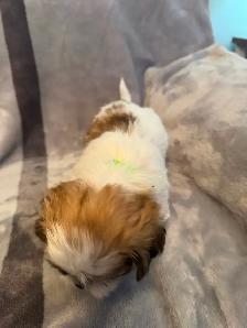 Puppies for sale $1,100 / Bichon-Shih-tzu - Photo 7