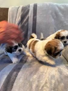 Puppies for sale $1,100 / Bichon-Shih-tzu - Photo 8