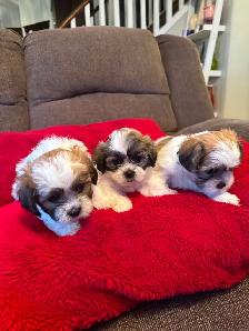 Puppies for sale $1,100 / Bichon-Shih-tzu - Photo 9