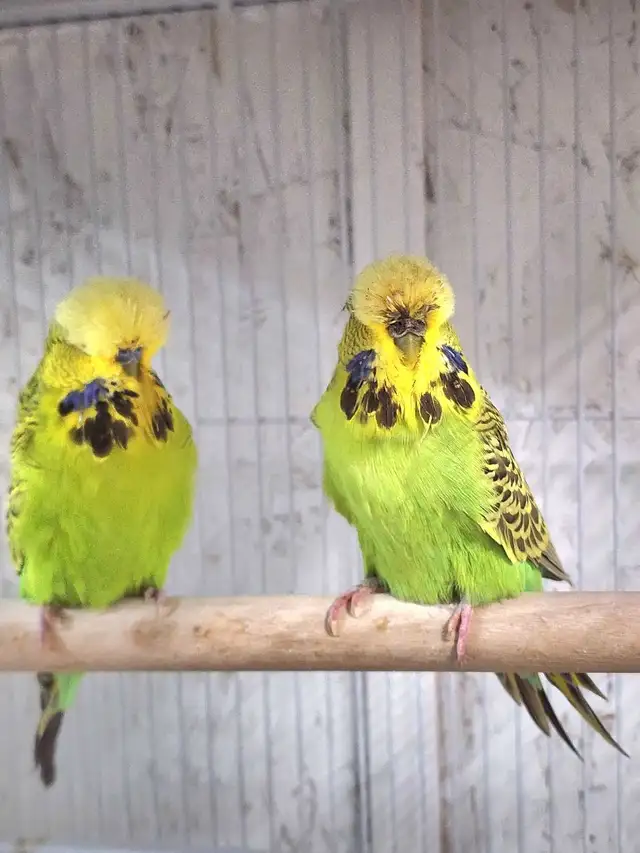 Show Quality Yellow & Green English Budgie Pair