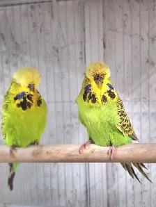Show Quality Yellow & Green English Budgie Pair