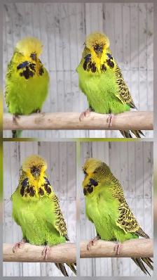 Show Quality Yellow & Green English Budgie Pair - Photo 2