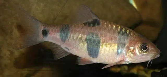 Clown Barb