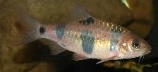 Clown Barb