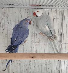 Stunning Indian Ringneck Pallid/Violet Pair