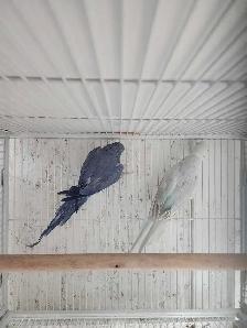 Stunning Indian Ringneck Pallid/Violet Pair - Photo 2