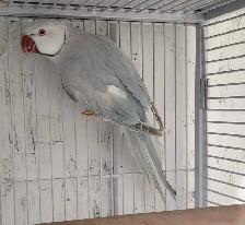 Stunning Indian Ringneck Pallid/Violet Pair - Photo 3