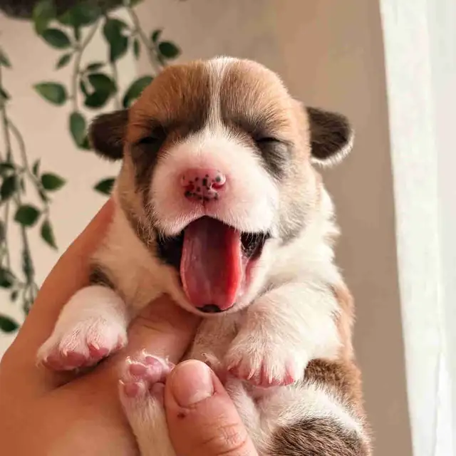 Pembroke Welsh Corgi Puppies