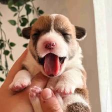 Pembroke Welsh Corgi Puppies