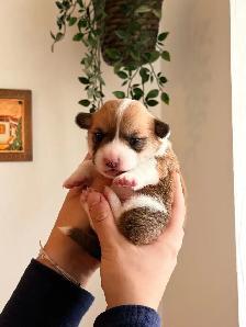 Pembroke Welsh Corgi Puppies - Photo 2