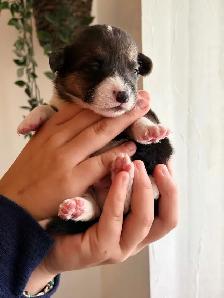 Pembroke Welsh Corgi Puppies - Photo 3