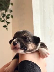 Pembroke Welsh Corgi Puppies - Photo 4