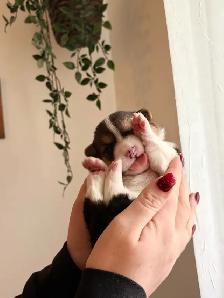 Pembroke Welsh Corgi Puppies - Photo 5