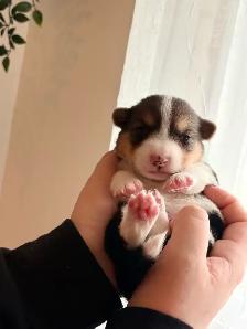 Pembroke Welsh Corgi Puppies - Photo 6