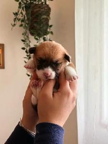 Pembroke Welsh Corgi Puppies - Photo 7