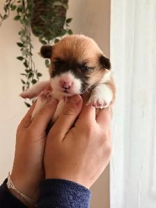 Pembroke Welsh Corgi Puppies - Photo 8