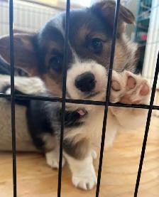 Pembroke Welsh Corgi Puppies - Photo 9