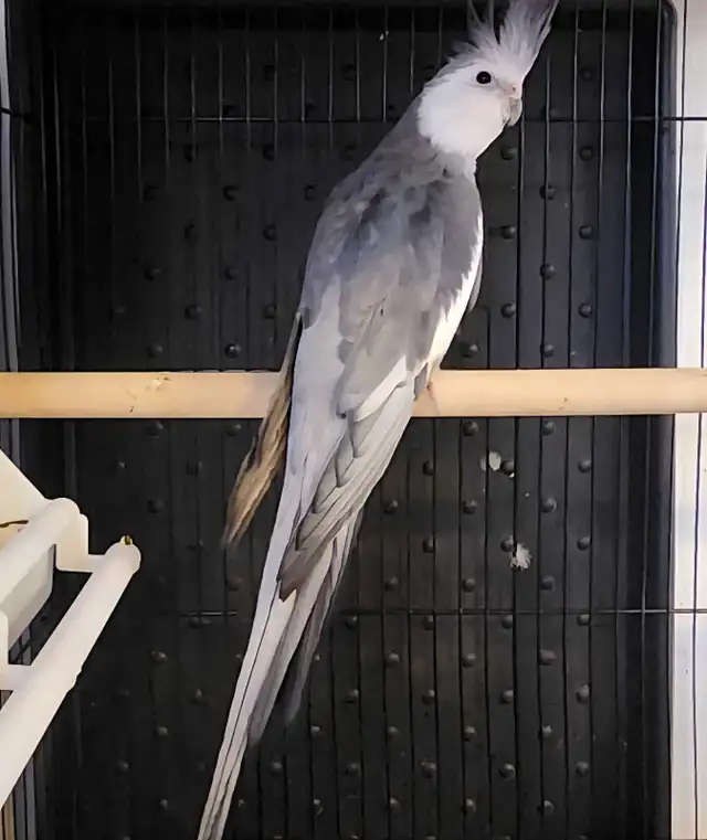 1-Year-old Male Whiteface Cockatiel