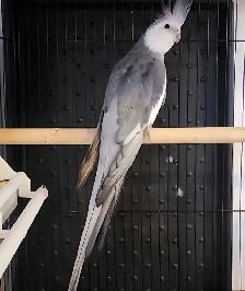1-Year-old Male Whiteface Cockatiel