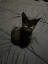 Sable Burmese X American Shorthair kitten - Photo 3