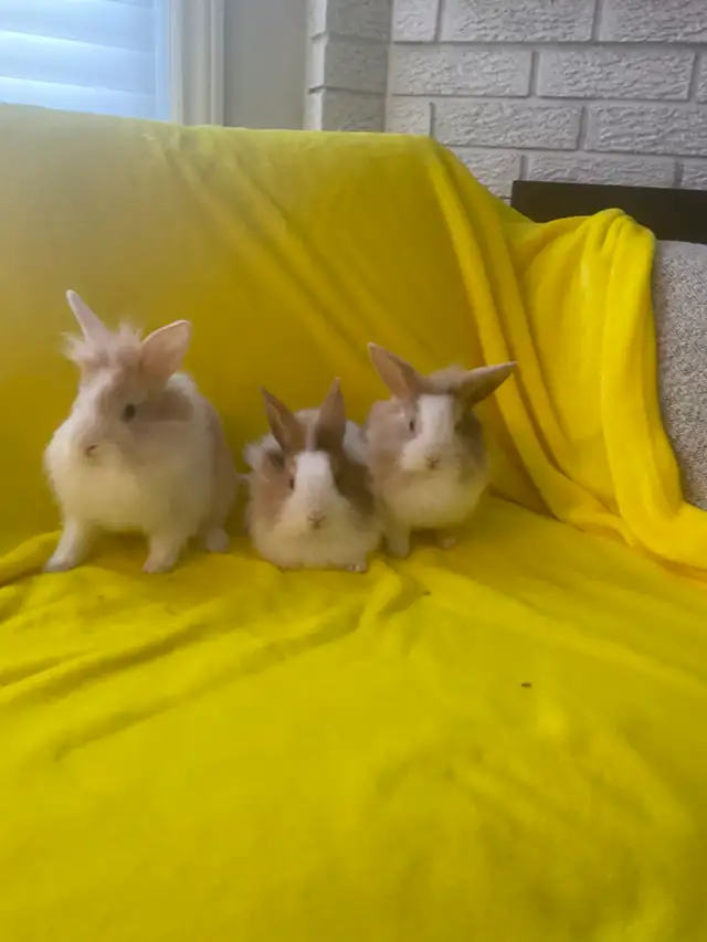 Lion head rabbits