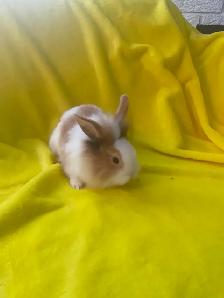 Lion head rabbits - Photo 2