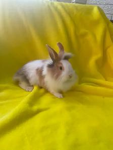 Lion head rabbits - Photo 3