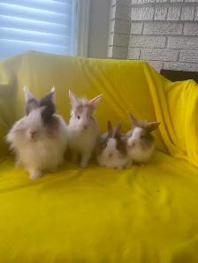 Lion head rabbits - Photo 4