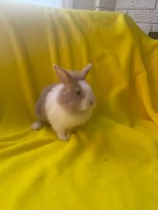 Lion head rabbits - Photo 5