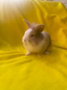 Lion head rabbits - Photo 6